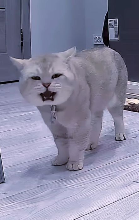 Вязка, прямоухих и вислоухих кошечек