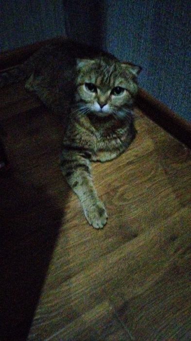 Продам кошку Скотиш фолд