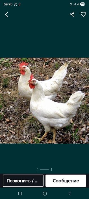 Куры несушки продам