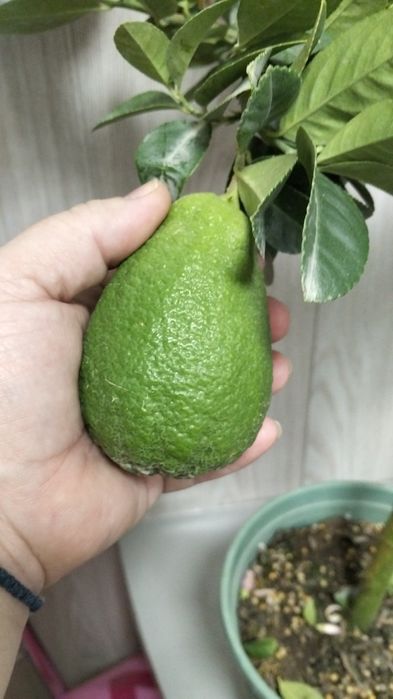 Продам лимонное дерево