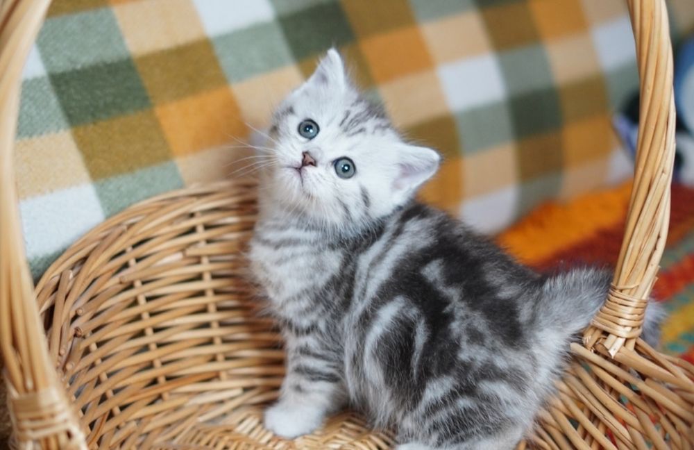 Британские котята~