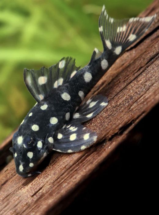 Somn sticla, Kuli, Tetra Ember, Microrasbora Galaxy, Sewelia, L201