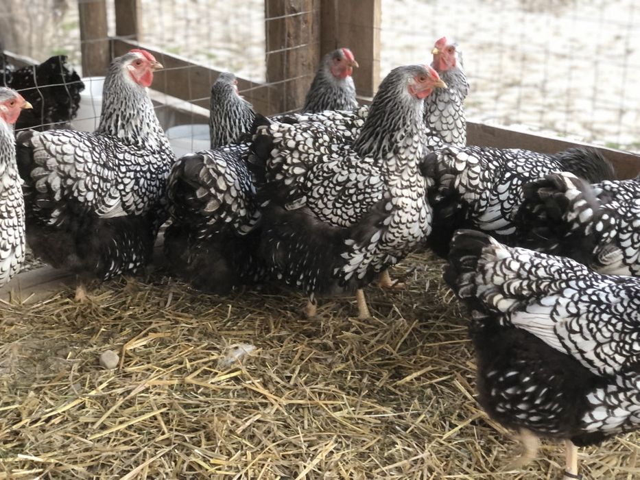 Wyandotte Argintiu talie mare