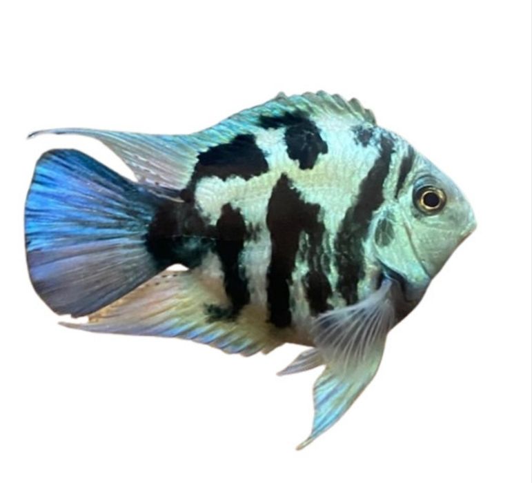 Akvarium baliklari
