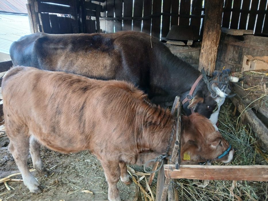 Vițică de vanzare