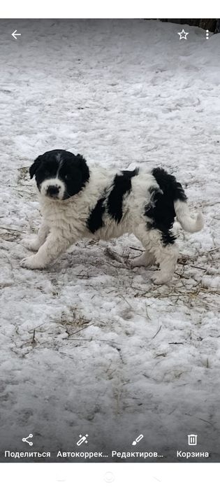 Отдам в хорошие, добрые руки