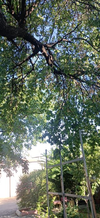 Бектемир тумани Олтинтопган махалласида квартира сотилади.