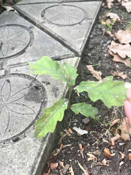 Саженцы дуба 1 гол