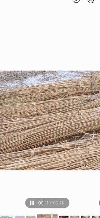 Камыс бау камыс таза