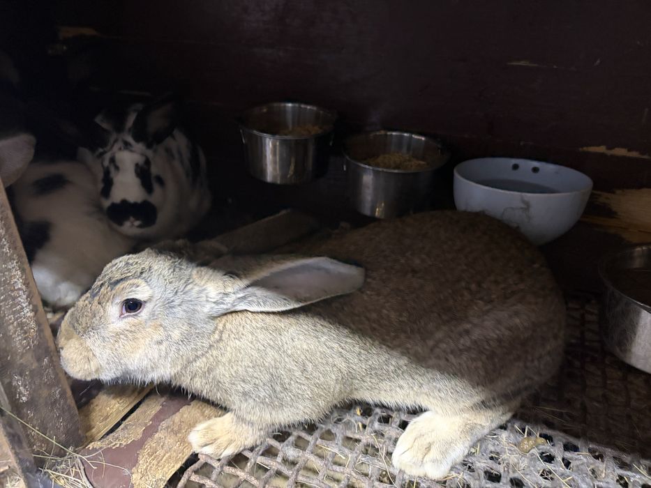 Домашние кролики