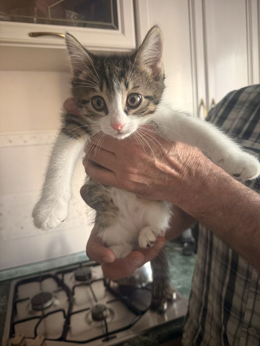 Отдаются катята в добрые руки