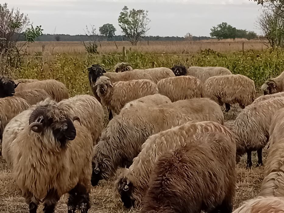 Vand Oi frumoase capre, iede metisate