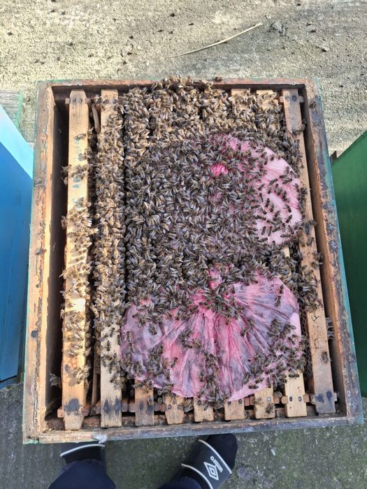 Vand familii de albine