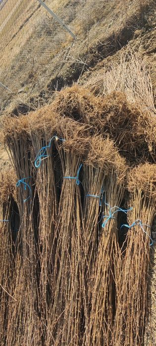 Puieți de salcâm frasin paltin fag carpen mesteacăn tei brad pin molid