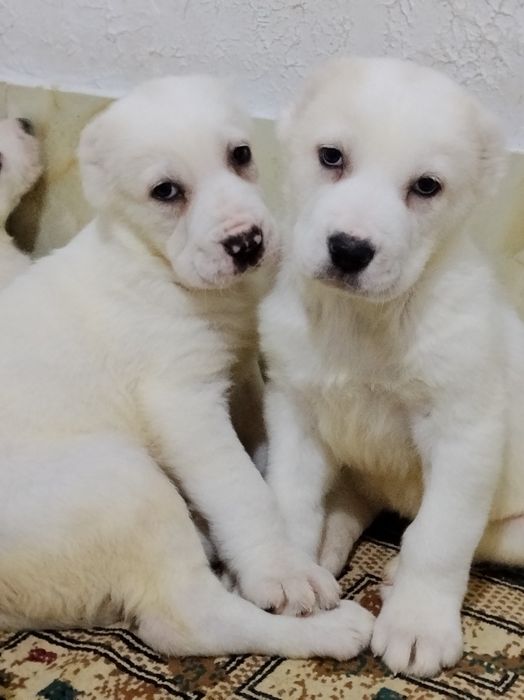 Щенки АЛАБАЙ девочки продается