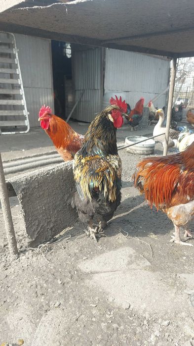 Cocoși din ouă verzi si românești