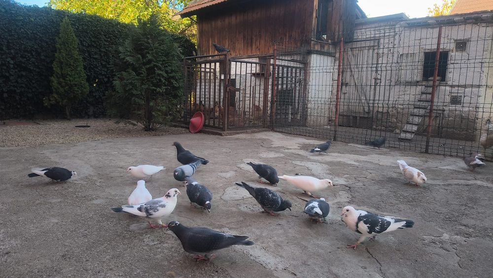 Vând  porumbei  foarte frumoși