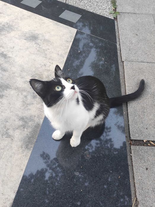 Доли, 2-годишна, супер социална, търси дом!