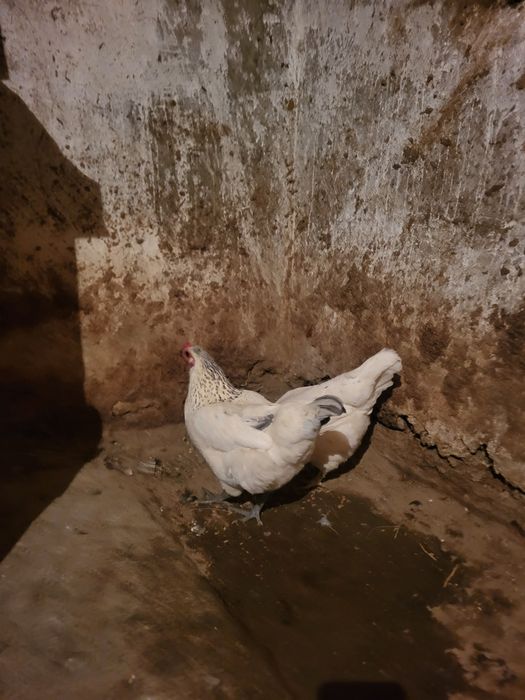 Осы тауықтар сатылады