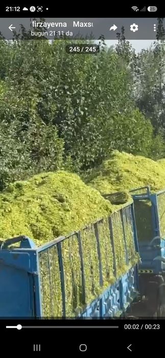 Eron gibrit makka silos senaji chorvolar uchun.