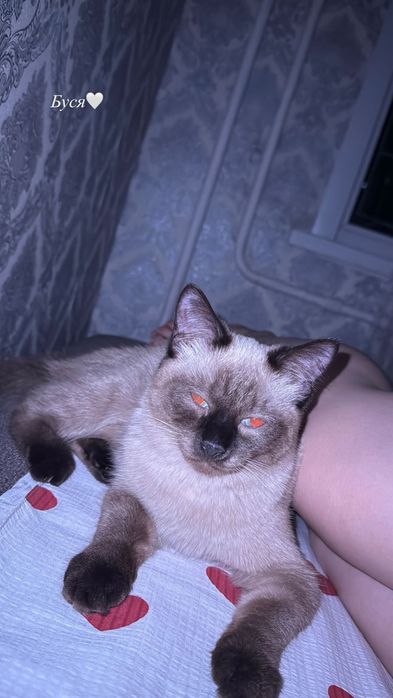 Сиамская кошечка