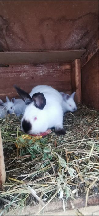 Femela  californian cu pui