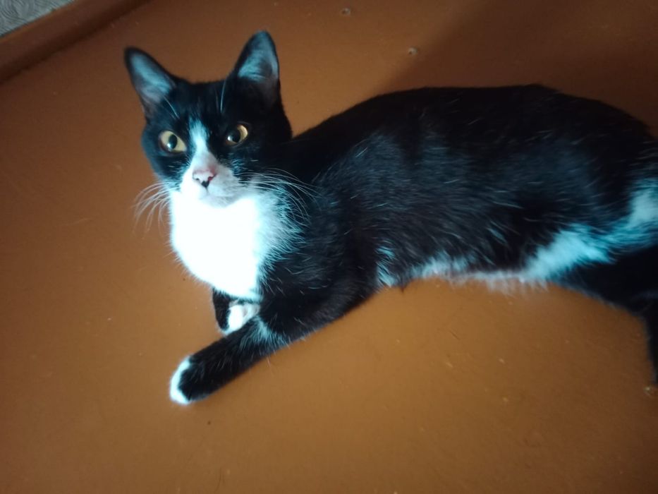 Котята и 2 кошки