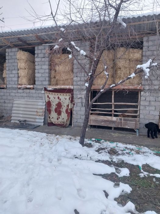 Сомон сотилади ,18минг