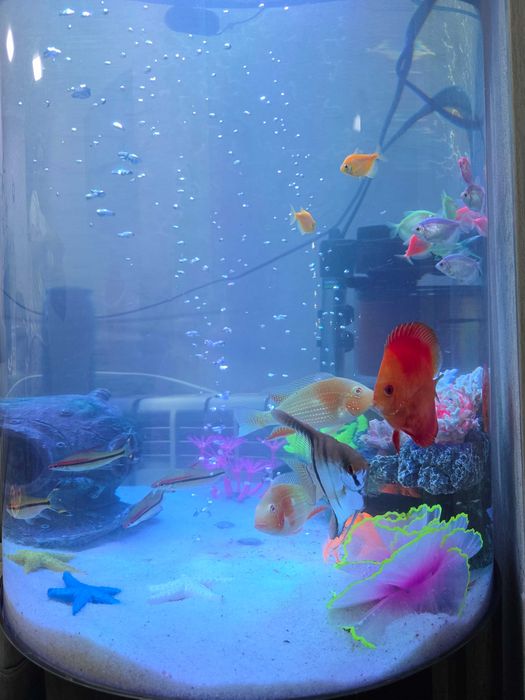 Аквариум цилиндрический Сleair Aquatics 200 литров