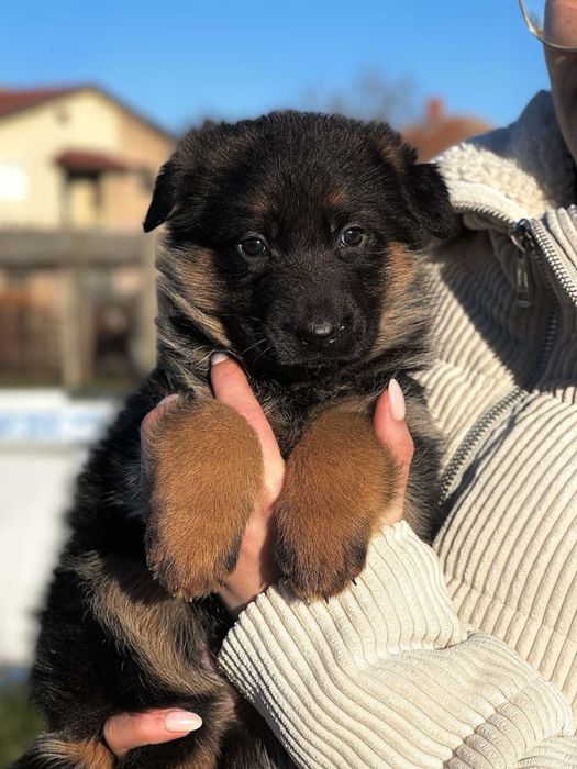 Немска Овчарка ( German Shephard)