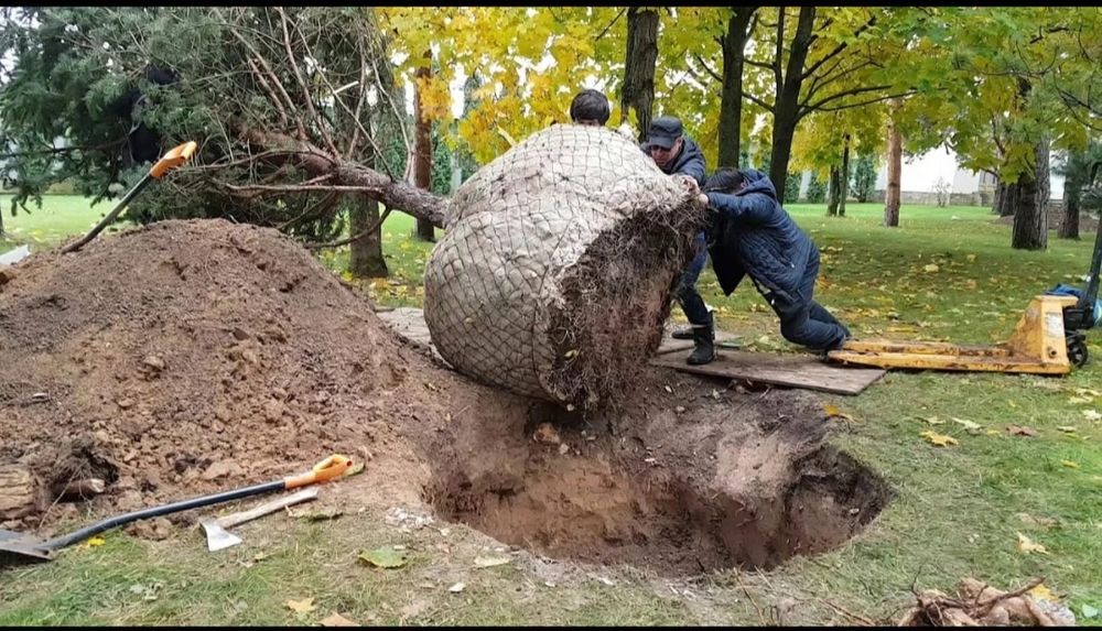 Посадка-пересадка  деревьев