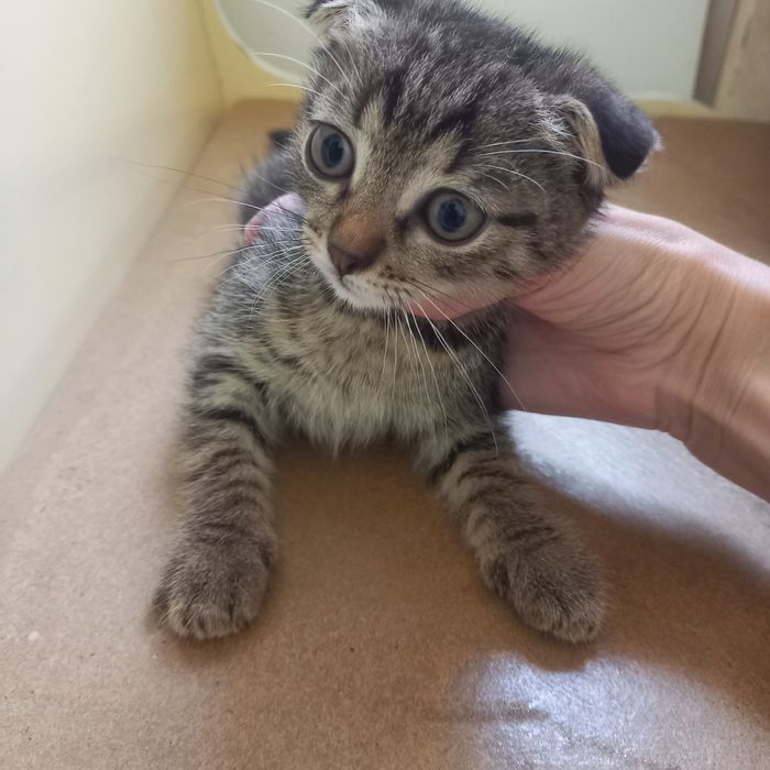 Вислоухие котята 1,5 месяц{ девочка}