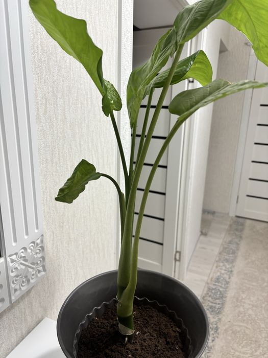 Гүл сатылады. Диффенбахия