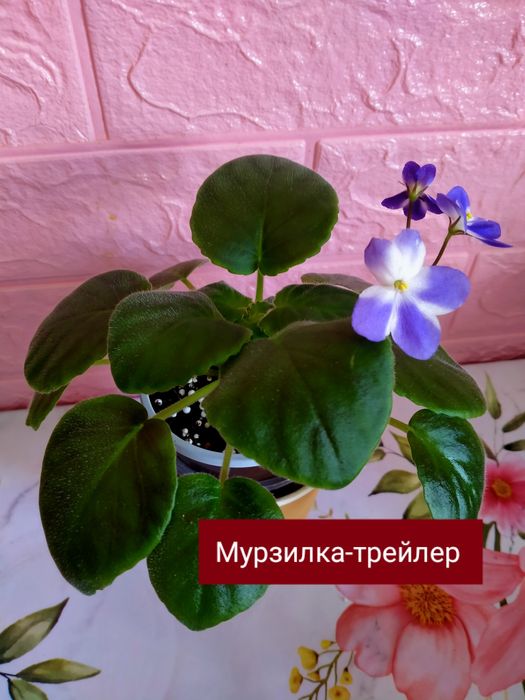 Цветущие фиалочки!!!