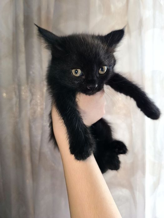 Котёнок девочка 2 месяца