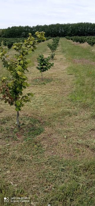 Косене  на трева и други градинарски  услуги