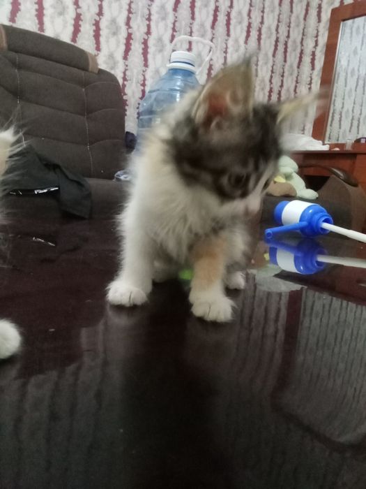 Telefon kotarmasam telegramdan yozing