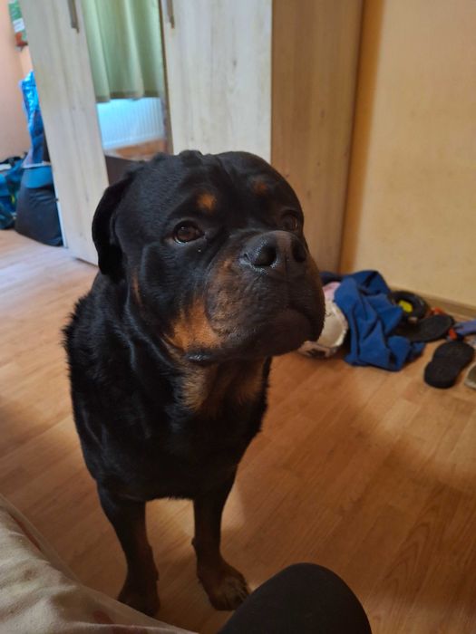 Câine caine adopții