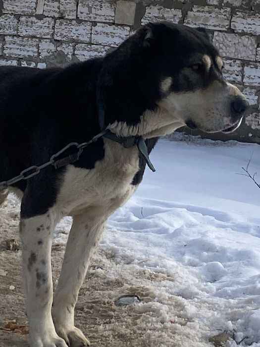 Төбет, тобет ит