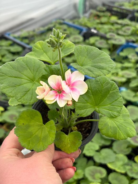 Мушкато за балкон, градина и саксии – свежи и здрави растения