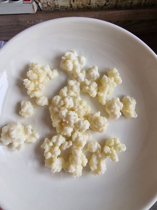 Тибетский молочный гриб. Качество 100%. Продаю уже 10 лет