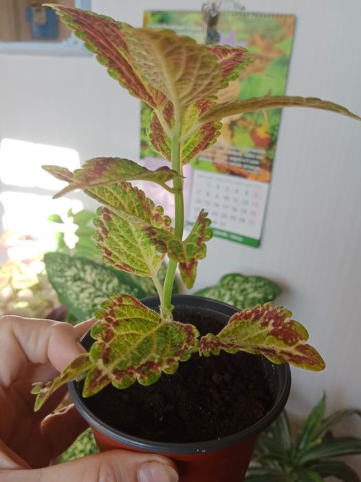 Продам комнатные цветы