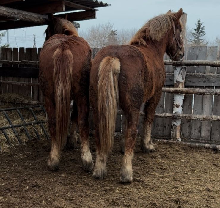 Продам советского жеребца