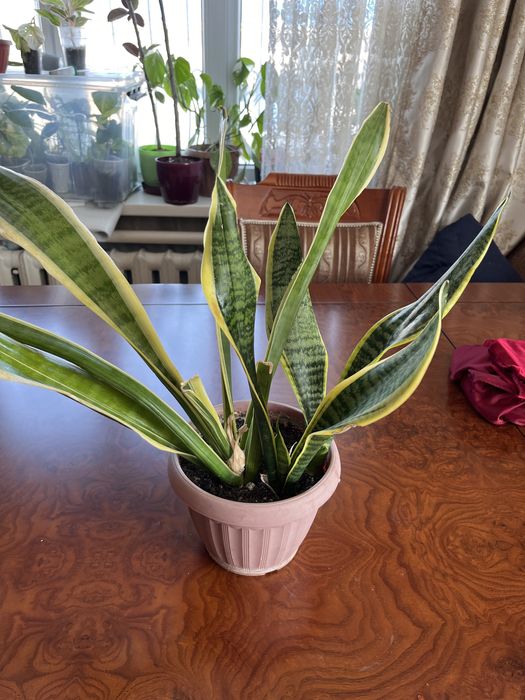 Сансиверии разные Лауренти,