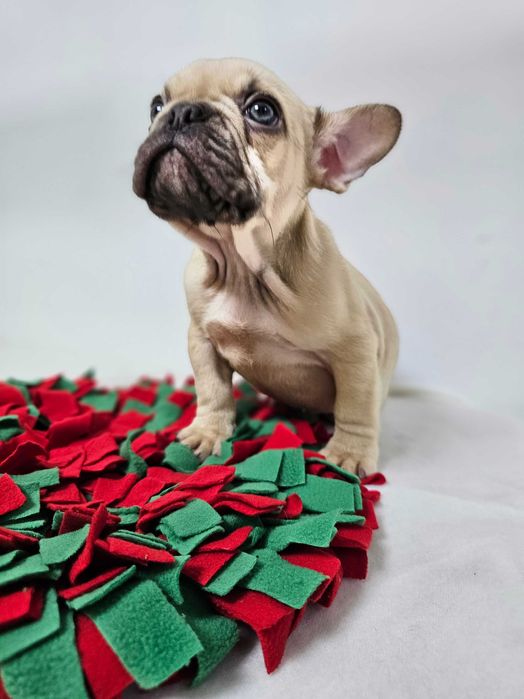 Mascul Bulldog francez