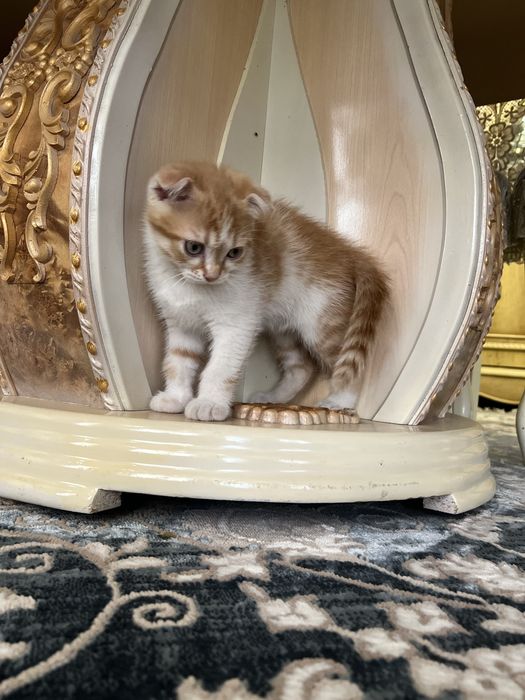Котята скотиш фолд