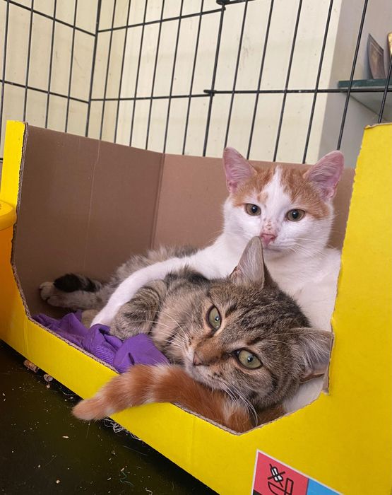 Котенце  момиче 4,5 мес.