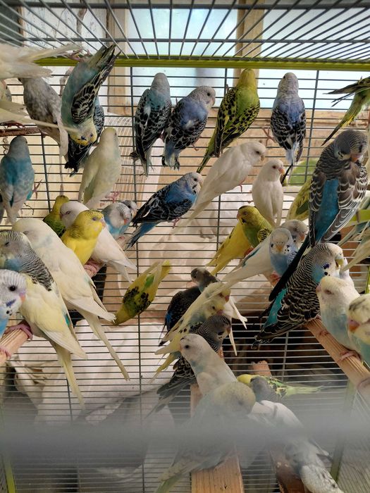 Вълнисти папагали на едро и дребно