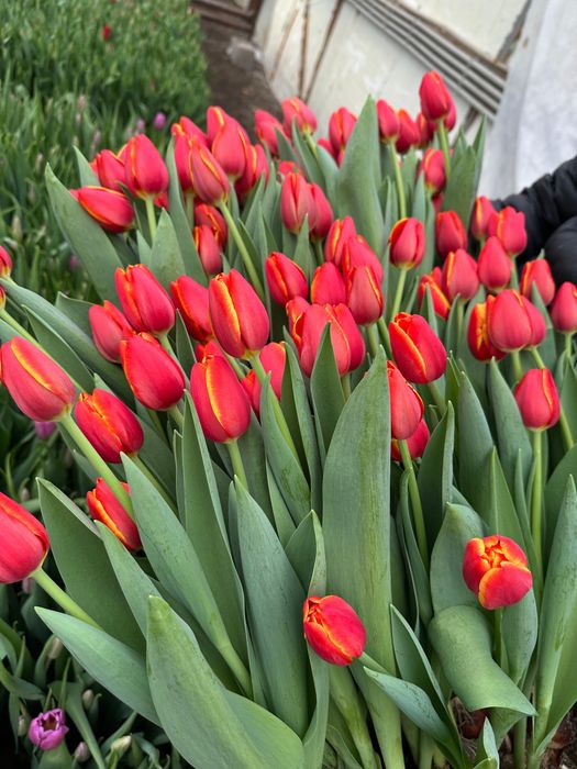 Тюльпаны оптом Астана