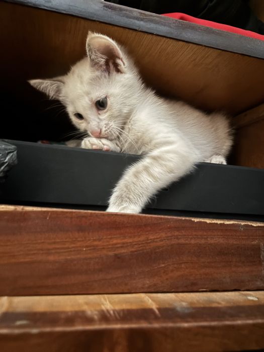 Котёнок девочка  в добрые руки